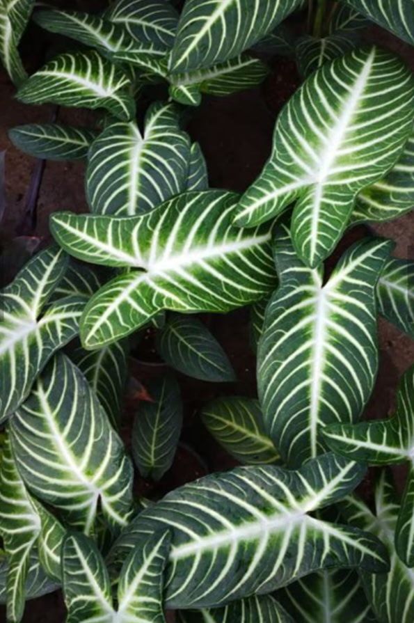 Xanthosoma Magnificum