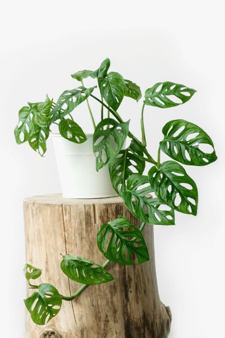 Philodendron Swiss cheese