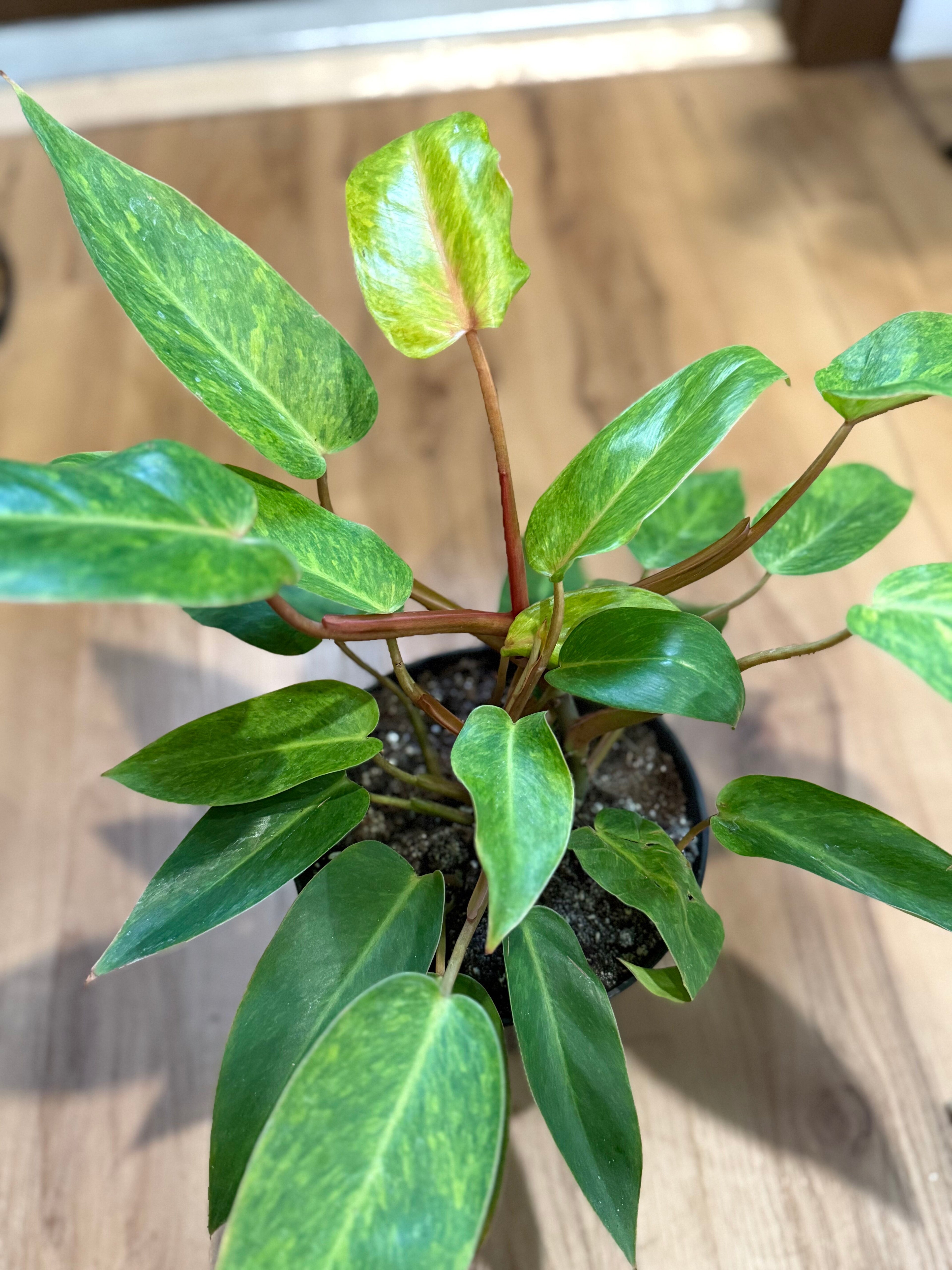 Philodendron Painted Lady