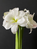 White Amaryllis