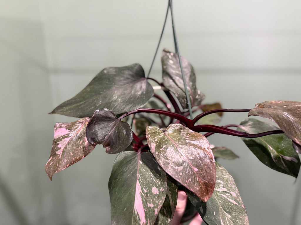 Pink Princess Philodendron