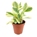 Peperomia Obtusifolia Variegated