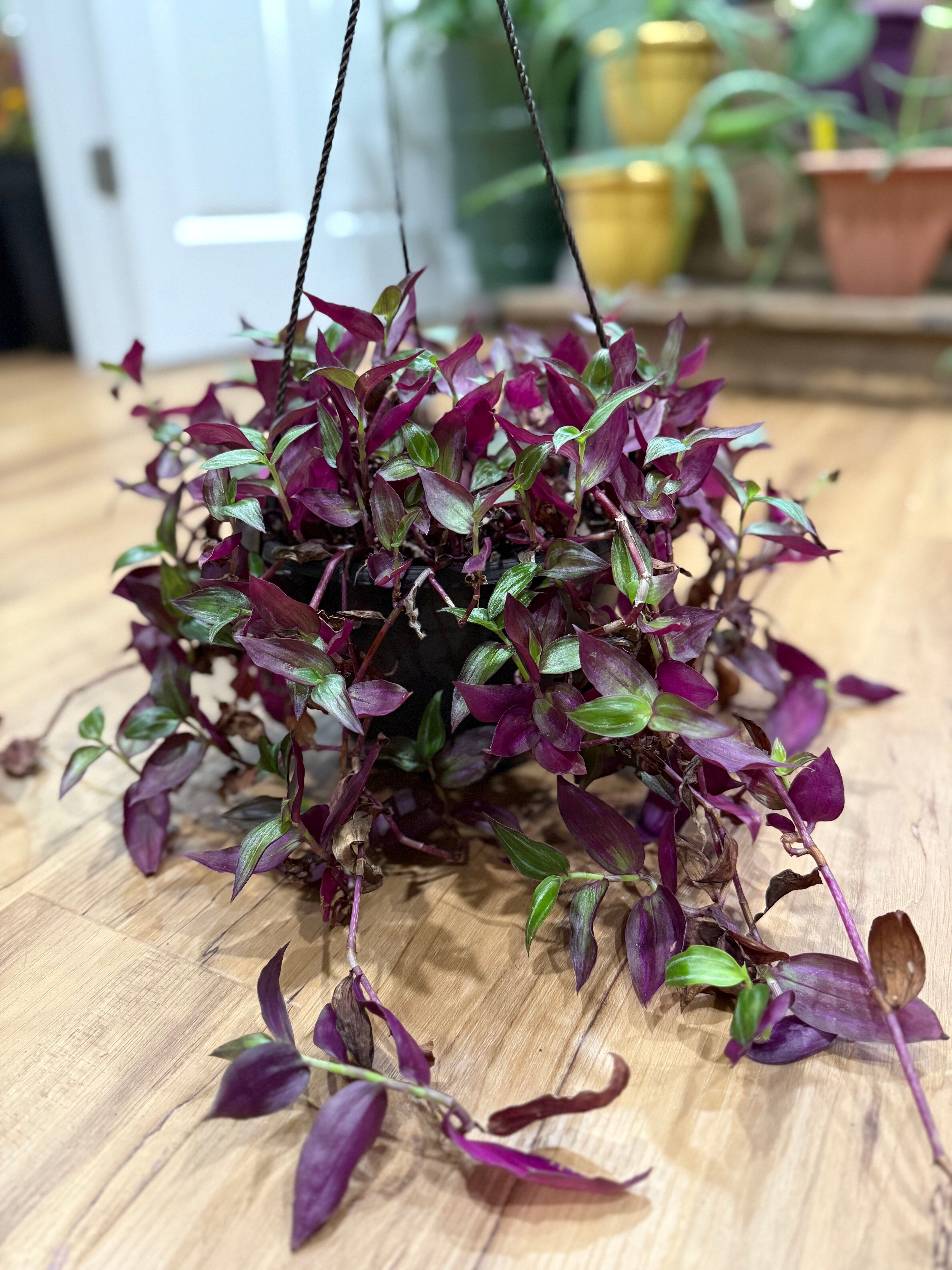 Tradescantia (Inchplant)