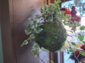 Kokedama Ball Variegated Ivy