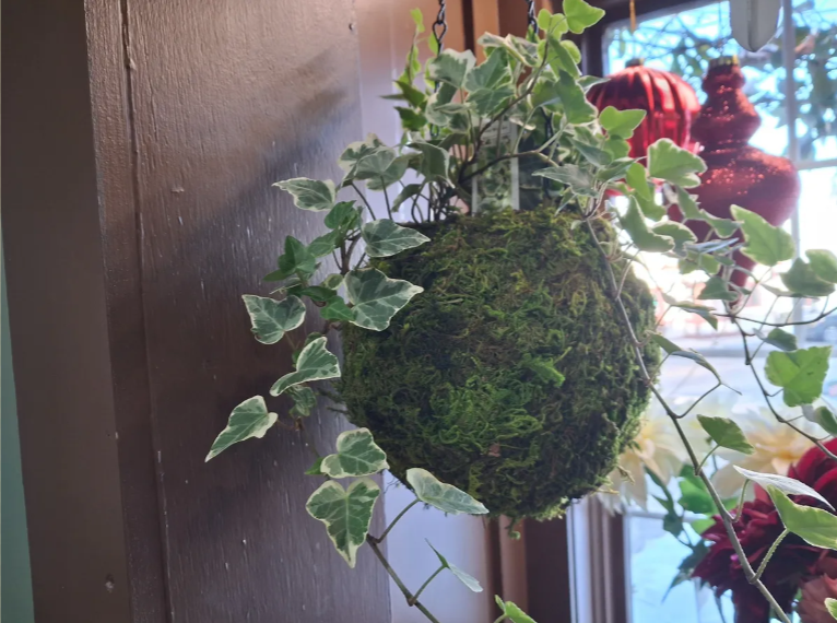 Kokedama Ball Variegated Ivy
