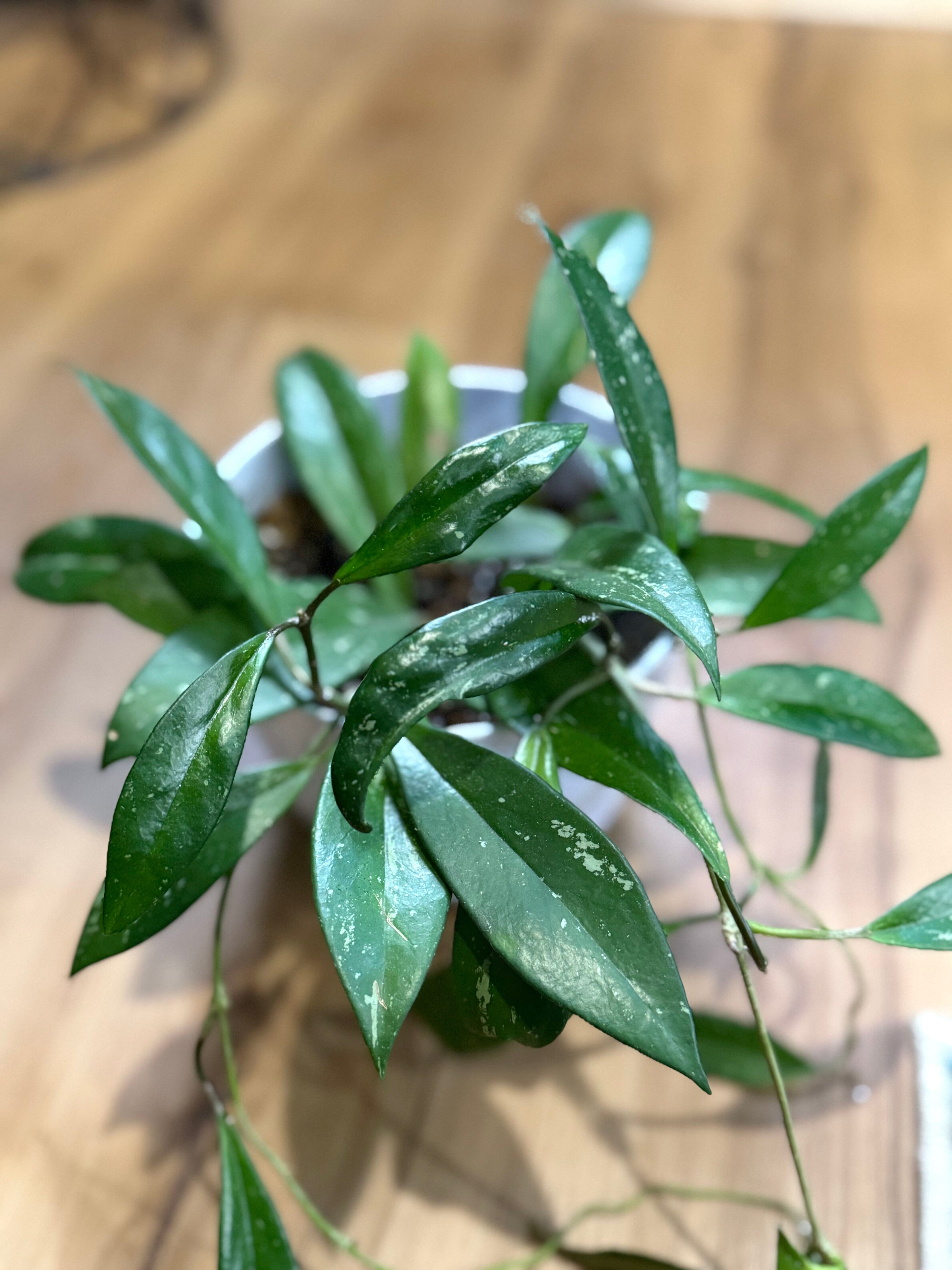 Hoya pubicalyx 'Splash'