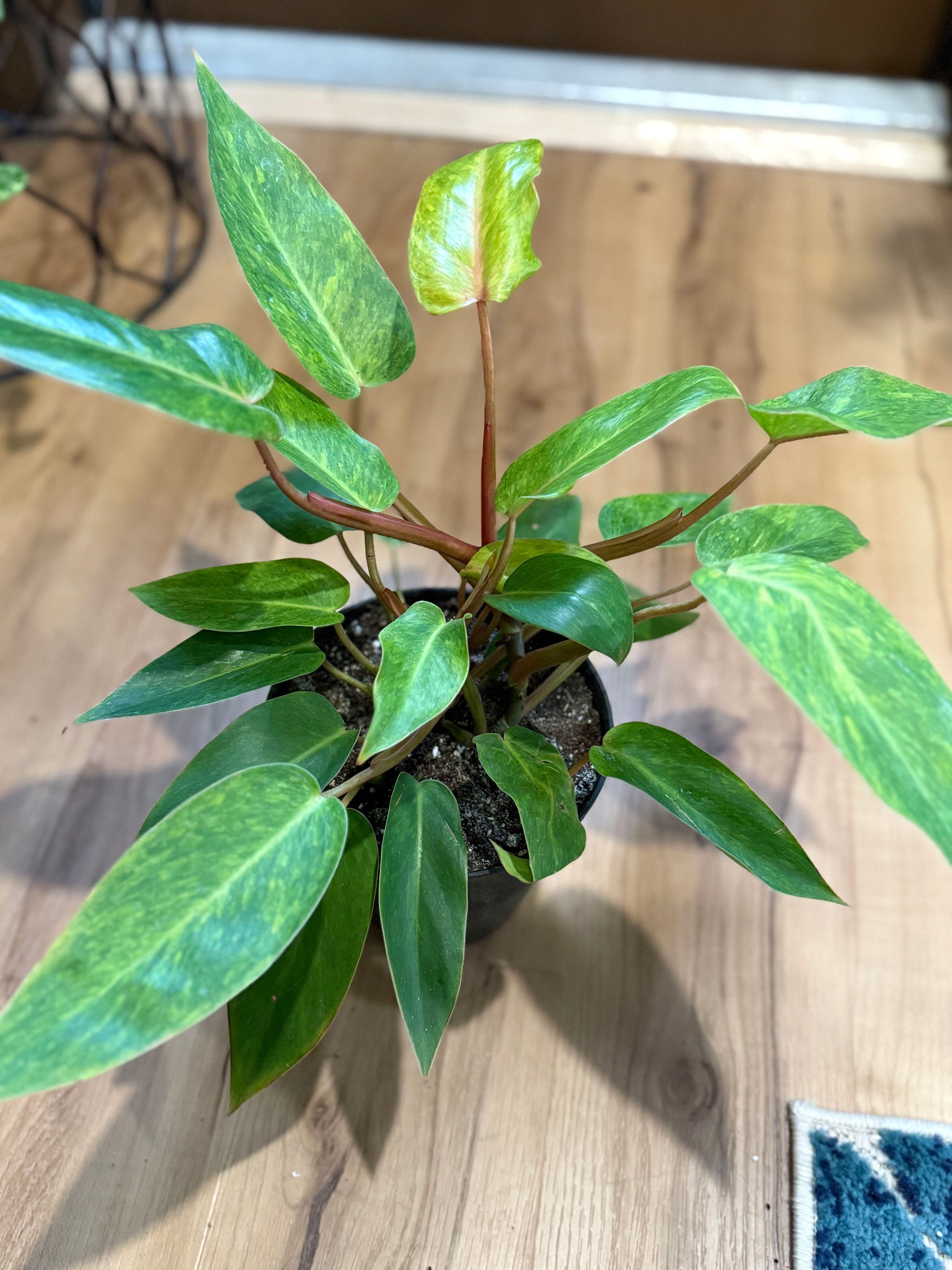 Philodendron Painted Lady