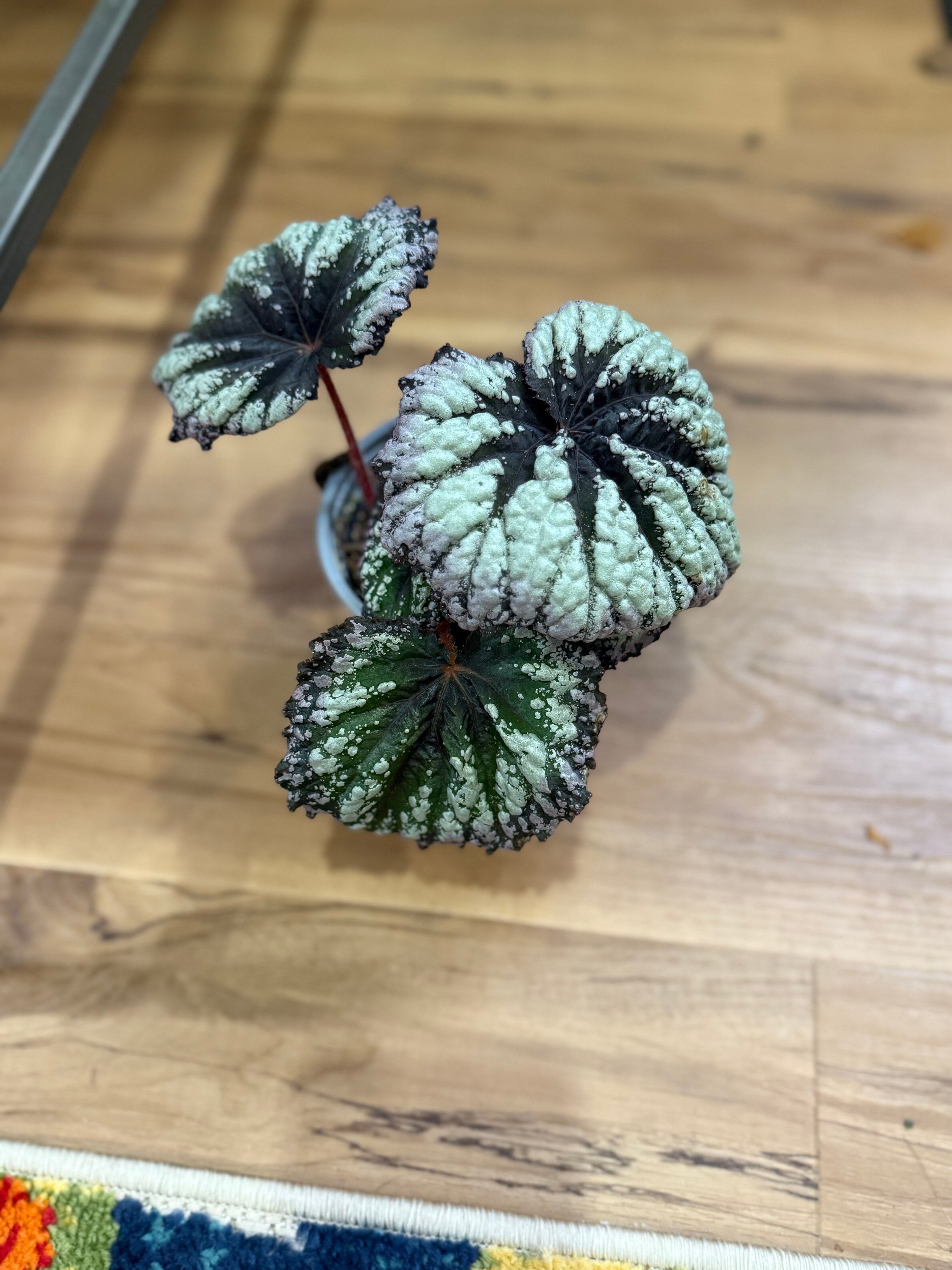 Begonia 'Fireworks'