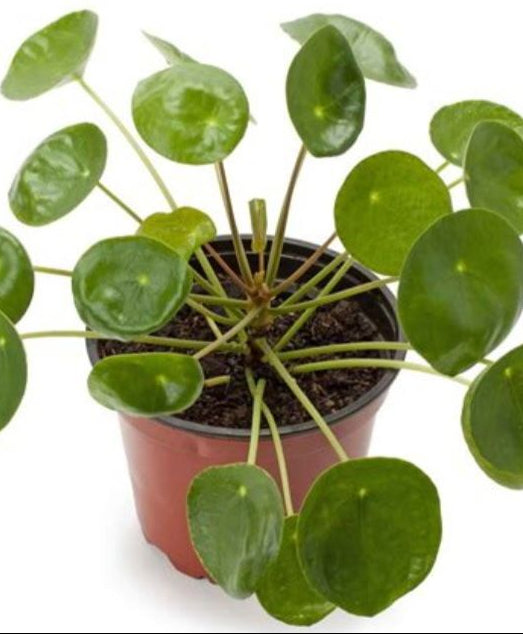 Chinese Money Plant