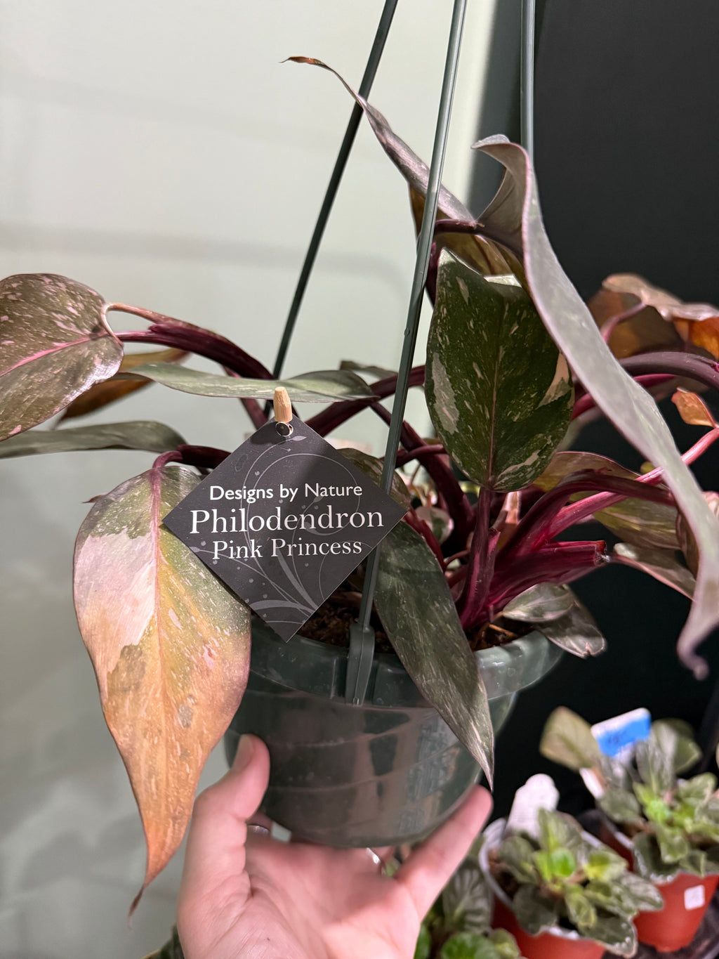 Pink Princess Philodendron