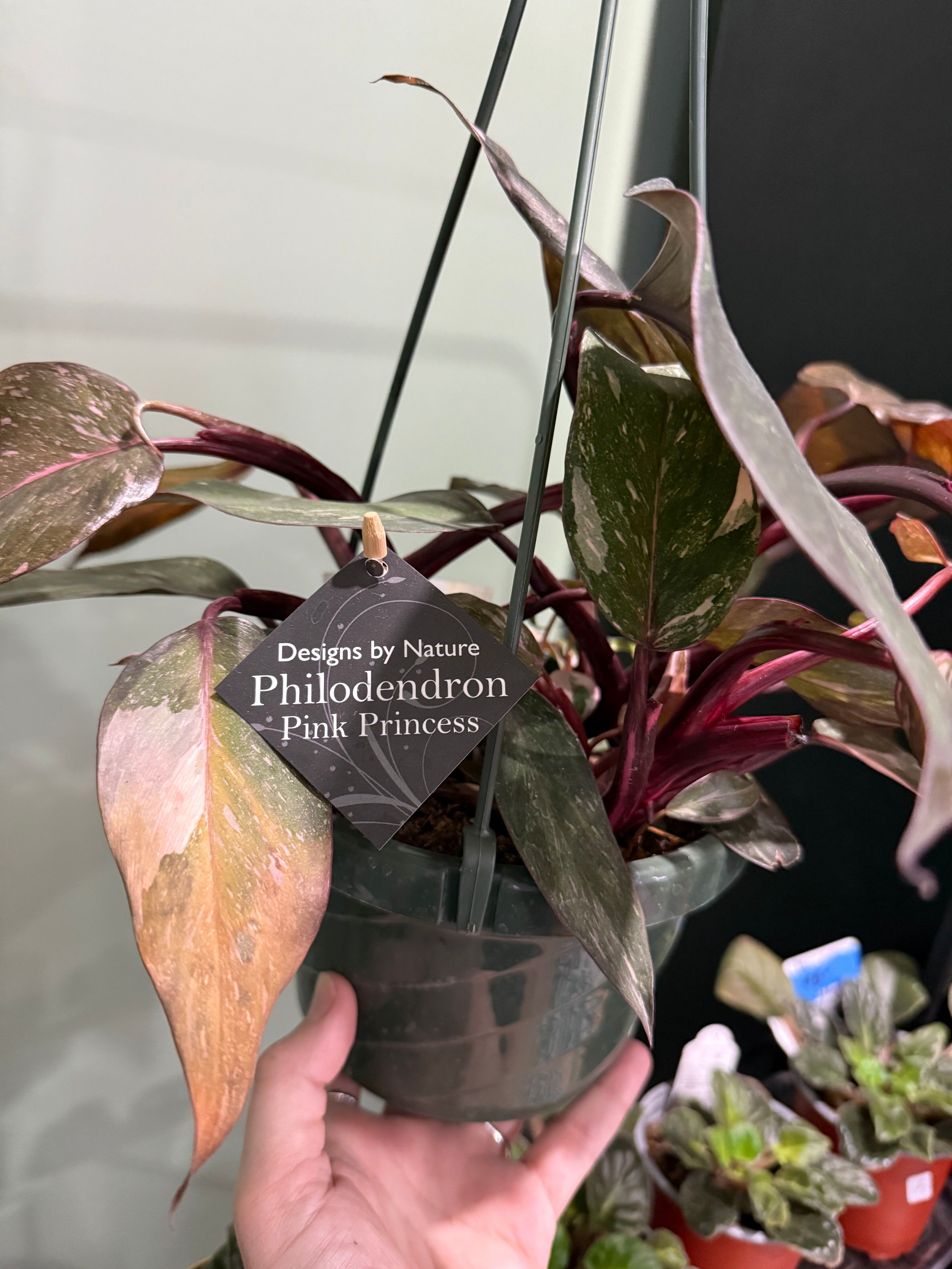 Pink Princess Philodendron