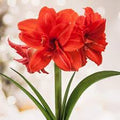 Red Amaryllis