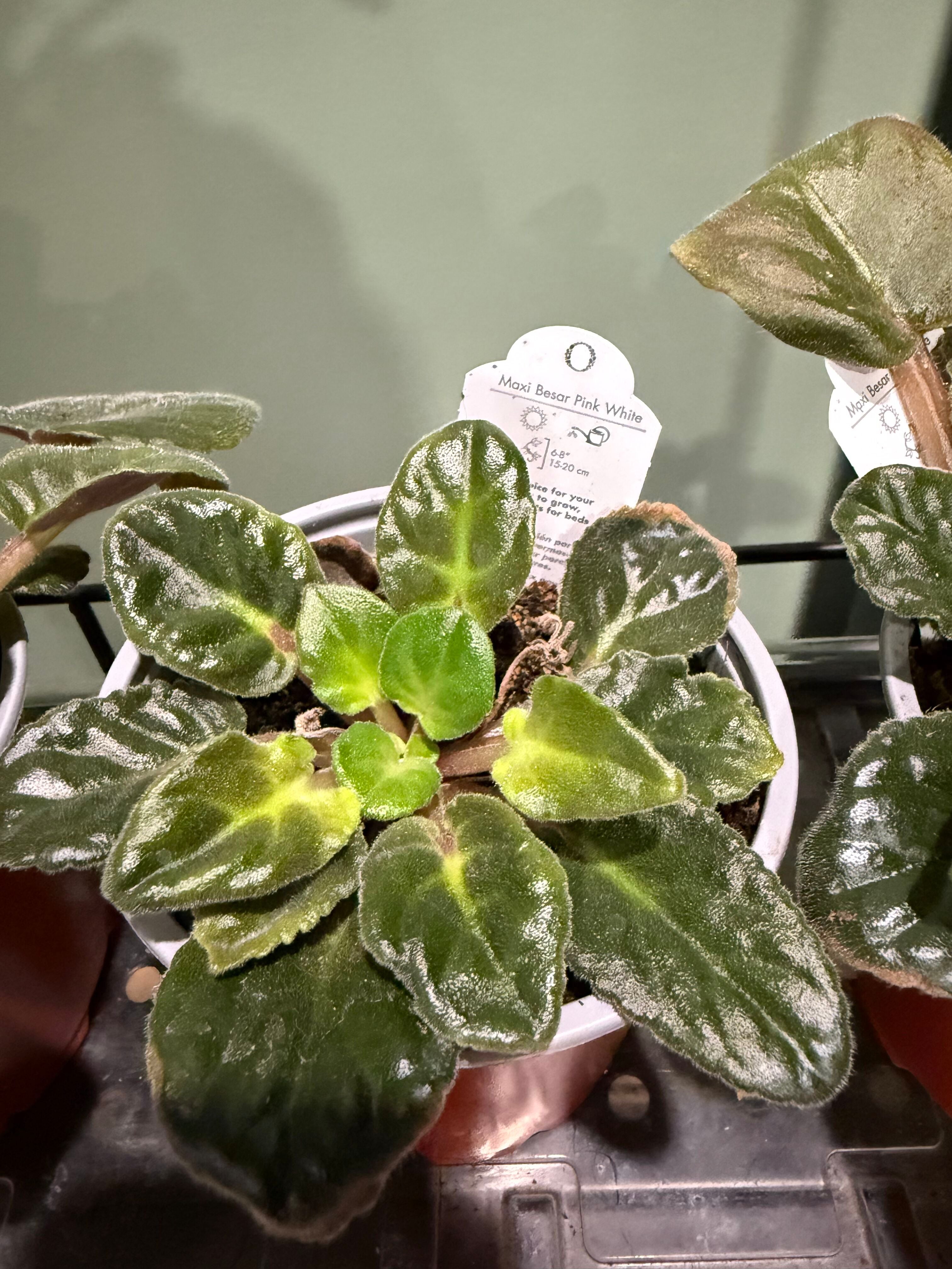 Maxi Besar Bi-color pink white (African Violet)