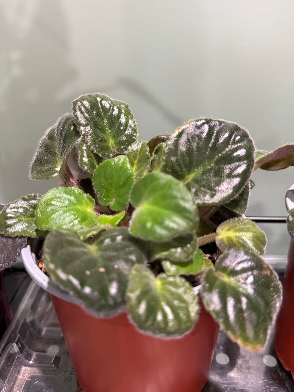 Maxi Besar Bi-color pink white (African Violet)